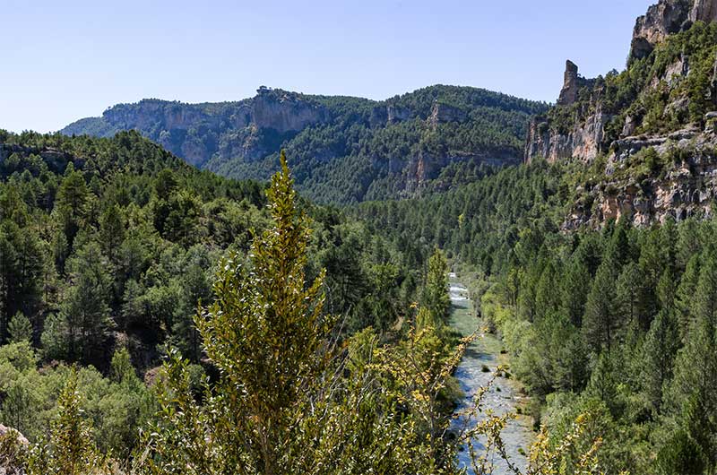 Coto de Corzos en Guadalajara Alto Tajo | 3.906 ha